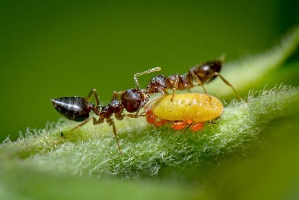 Mutualism
