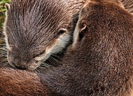 otter