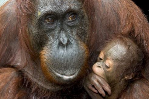 Orangutan