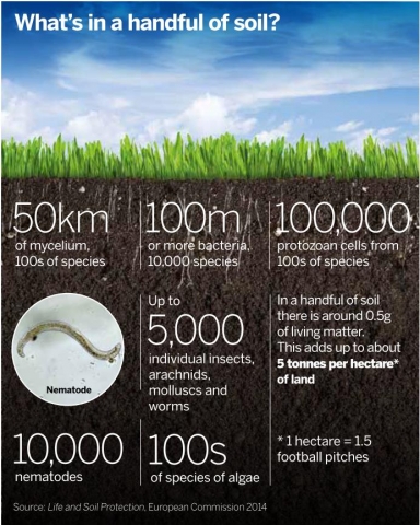 Soil