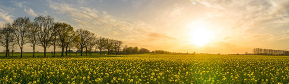 fields