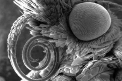 Moth tongue under a scanning electron microscope